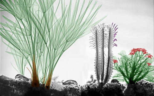   Artist and radiation physicist Arie van’t Riet inverts and colorizes x-rays to create t