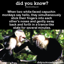 Did-You-Kno:when Two White-Faced Capuchin Monkeys Say Hello, They Simultaneously