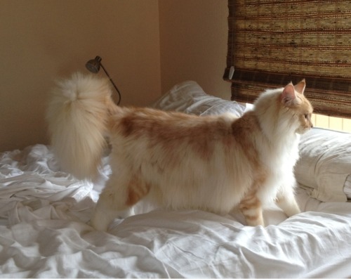 awwww-cute:  Meet the majestic Legolas 