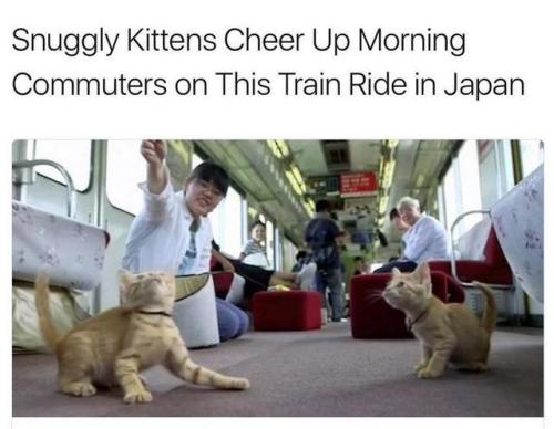thriveworks:Uplifting Animal News Stories (see 10 more)
