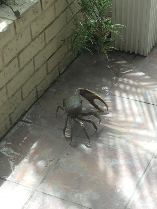 justspilledcoffee:Hey guys did I mention I live on a fucking weird island and sometimes land crabs w