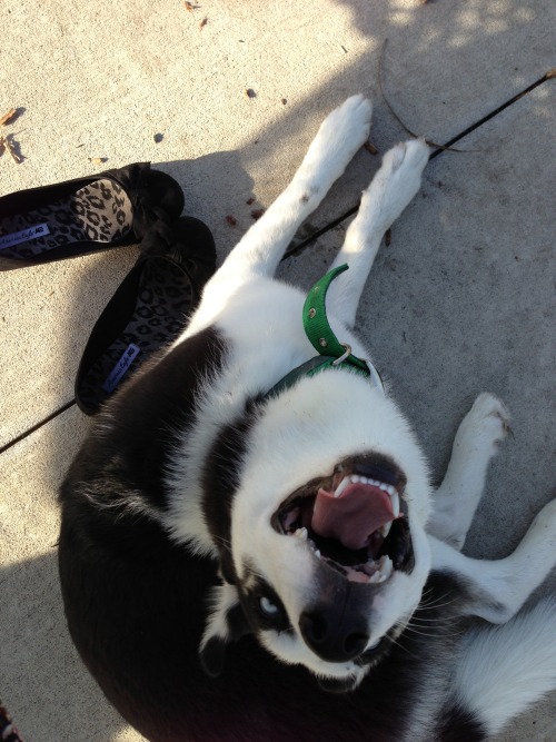 huskyhuddle: huskyhuddle:The many hilarious faces of Ani and Balto. My favorite is the fifth pictu