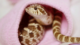 pretzel-the-hognose:  [x]Pretzel got a bit spooked by the camera so we let him hide in a sock for a while.  He seemed quite put out when he finally reemerged… 