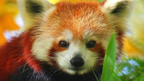 theunicornkittenkween: onehopefulromantic: Aren’t red pandas just the cutest little muchkins e