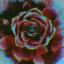 cyber-gothic-rose
