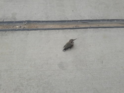 beyondthetemples-ooc: artemispanthar: Met a tiny friend today *small gasp* is that a hummingbird or a baby woodpecker.  Not sure, but I think it was a hummingbird! I was afraid it was hurt because it let me get so close to it and didn’t fly off, but