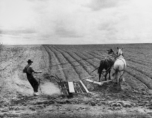 Ploughing, California 1930s.