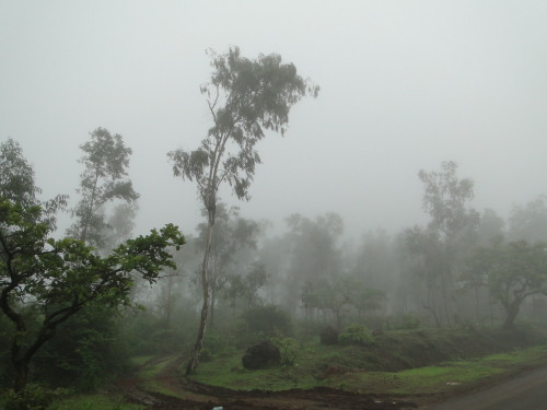 qock: Mahabaleshwar forest by Ankur P