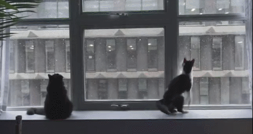 The way that other cat is looking at him! You just know he&rsquo;s thinking &ldquo;You&rsquo;re