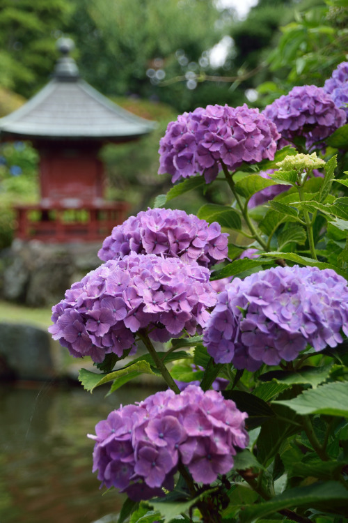 zakkies:Ajisai Matsuri in Howaen Garden水戸のあじさいまつり。