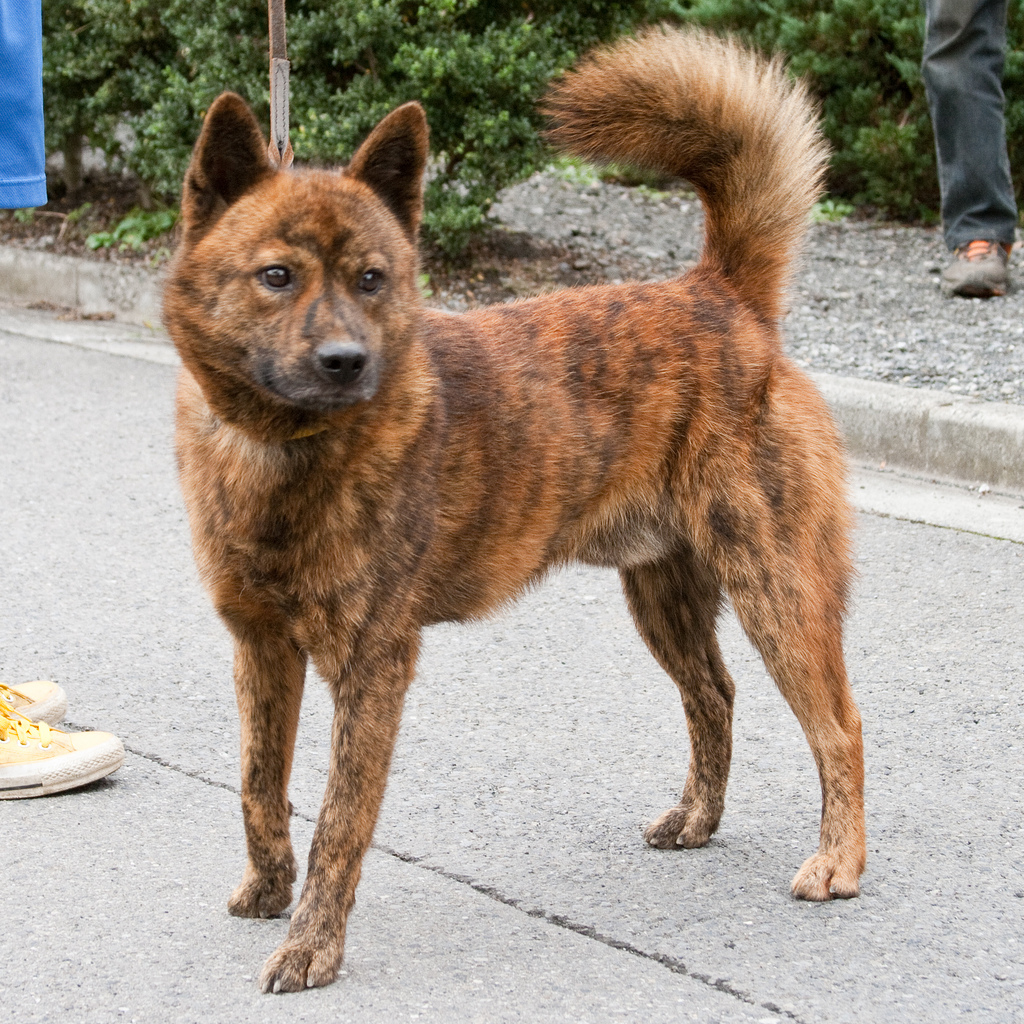 mae–borowski:  chemicalsinpants:   You’ve probably heard of Akita Inus:  And