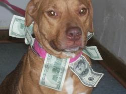 sugarangel72:  this is the money dog. only