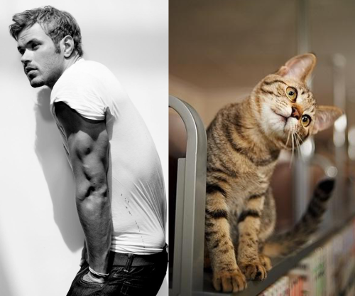 Des Hommes et des Chatons
