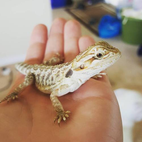 I have a new baby. #beardeddragon #babybeardie