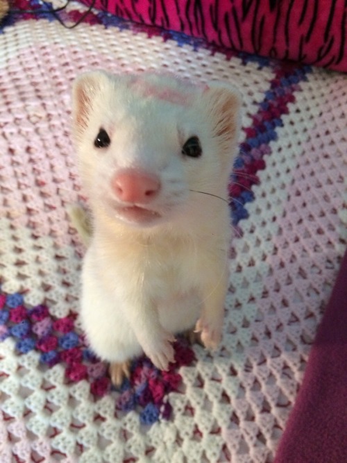 awwww-cute:  Thought you guys would enjoy him 😍 (x post r/ferrets) (Source: http://ift.tt/1DMFIv9)