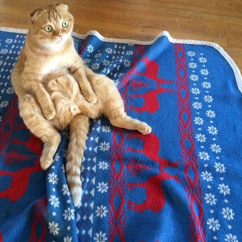 catsbeaversandducks:   ”I’ll just sit here and wait for dinner, okay?” Photos by ©Shrampton 