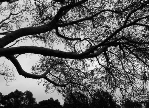 spectral-insomnia: “Eternal Funeral Season”   Photography by W. Gonxalez (own) This tree is absolutely magnificent. 