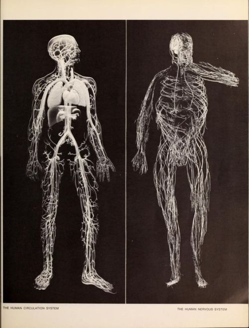 nemfrog:Circulatory system (left) and nervous system. The American Museum of Natural History : picto