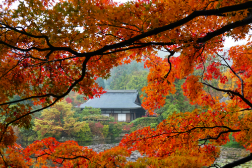 chitaka45:京都 龍安寺 紅葉2018kyoto ryoanji temple