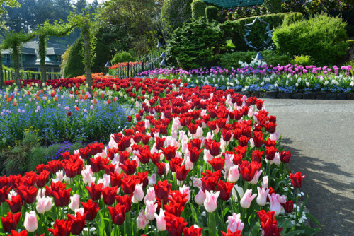 gaypurgatory:sixpenceee:Butchart Gardens, Vancouver Island in CanadaI GET TO GO THERE & see this