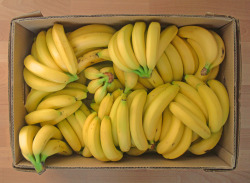rawrveganrawr:  100 beautiful bananas ♥ 