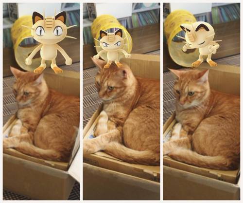 mojyacoro96:  うちの猫屋敷にニャースがきた！！と母からLINE…  #ポケモンgo #シンくん