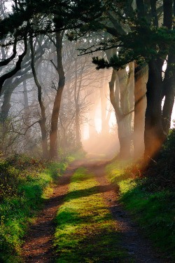 radivs:  'Godolphin Woods, Cornwall' by Tony