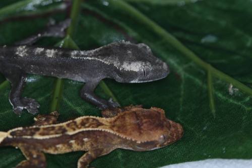 redriyo:Axanthic Crested Geckos finally hatched!We are incredibly proud and pleased to announce that