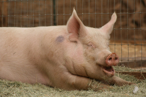 adviceforvegans: Pigs in sanctuaries! Right where they should be. :)