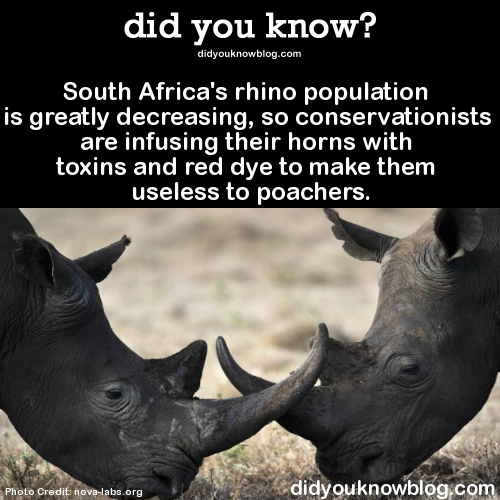 did-you-kno:  South Africa’s rhino population is greatly decreasing, so conservationists