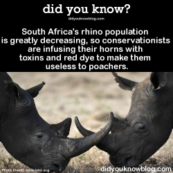 did-you-kno:  South Africa’s rhino population is greatly decreasing, so conservationists are infusing their horns with toxins and red dye to make them useless to poachers.  Source