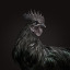 blackrooster8