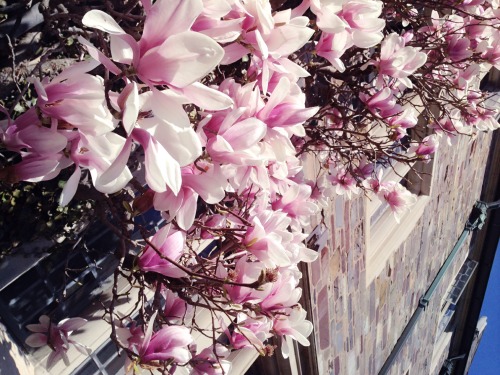 magnolia flowers at princeton uni