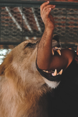 billionaired:  Pet Lion in Dubai by Humaid