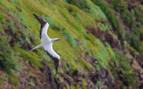 Red-footed Booby (Sula sula) © Michael Andersen