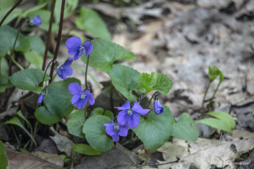 Favorites: Bunches of Wood Violet are springing from the forest floor like wild bouquets. © riv