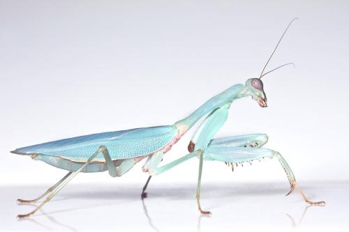 mantises