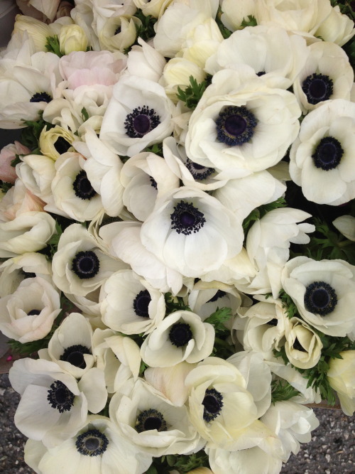 white anemones