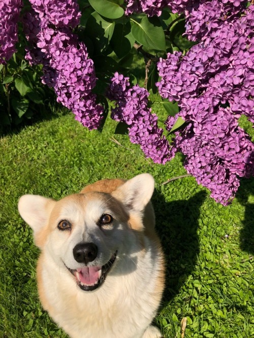 scampthecorgi:Mmmm smell those lilacs! They cover up the swampy Scamp smell pretty well!