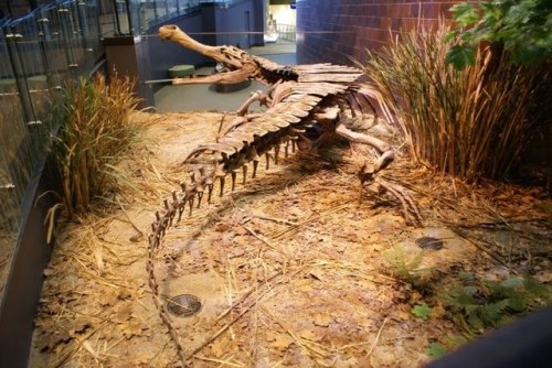 Super Croc, gigantic crocodile from Cretaceous periodPaleontologist Paul Serrano and his team were searching near Gadouf