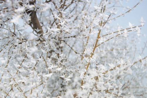 Japanese Arts student Onogawa Naoki creates beautiful trees with thousands of handmade microscopic o