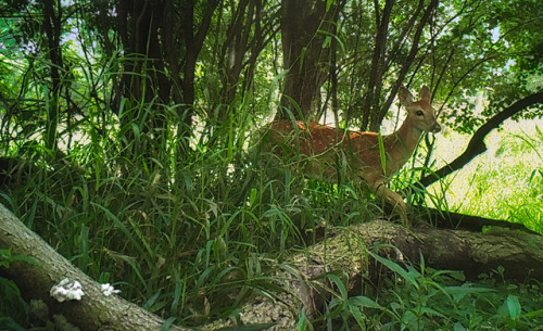 07.31.18_09.05 Fawn William Harper