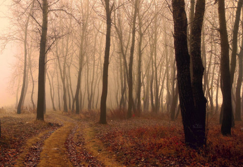 ksorra: Fogy Forest by *valiunic