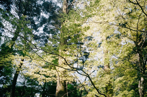 Exploring Nara Park,April 2017