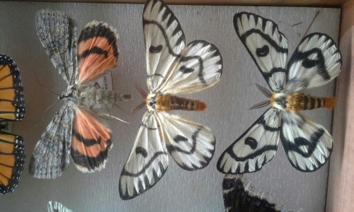 subtleinsectblog:Some moths from southern Idaho!Follow subtleinsectblog.tumblr.com