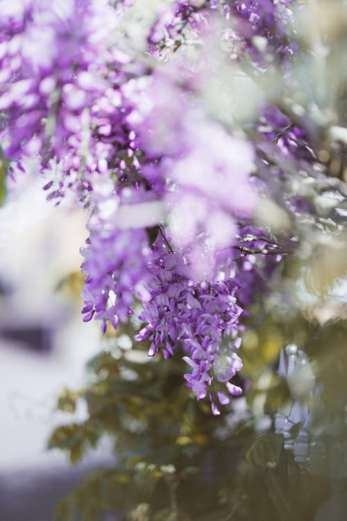 drxgonfly:Wisteria (by Annie Spratt)