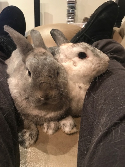 luna-and-petal:We love cuddle time with mum ❤️