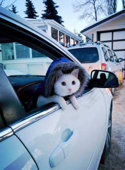 heyfunniest:  My cat is always so anxious for his daily car rides. [x]