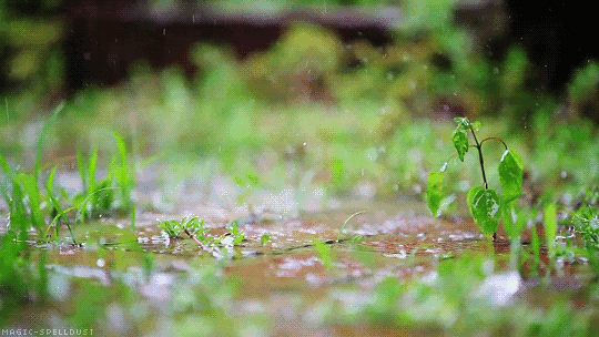 magic-spelldust:  credit: After the Rain by Grant Westhoff (x) | gif by magic-spelldust
