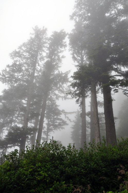 90377: Cannon Beach, Oregon by Tim Bowman